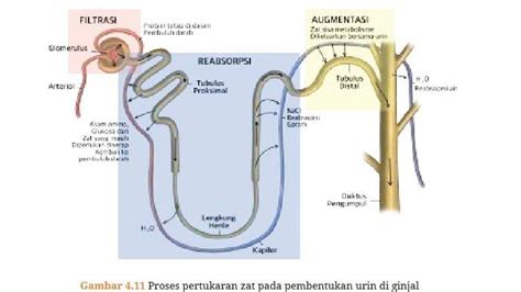 Proses Pembentukan Urin Di Ginjal Ada 3 Tahapan