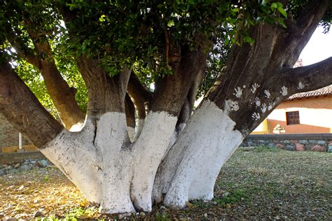 Ficus Microcarpa Moraceae Image 64066 At PhytoImages Siu Edu