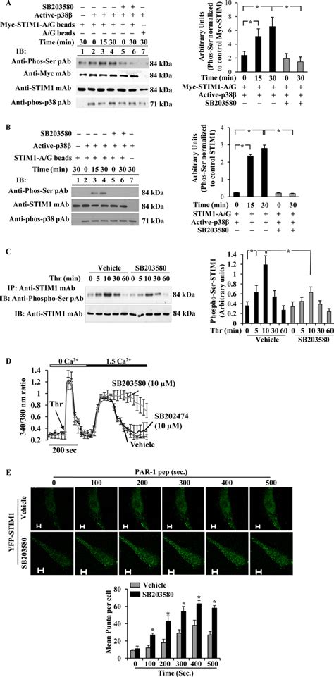 P Mapk Downstream Of Ampk Signaling Controls Soce Via Phosphorylation