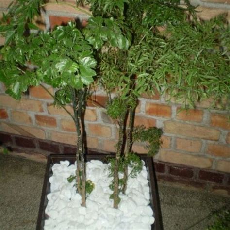Arvore Da Felicidade Macho E Femea - kit Macho e Fêmea : Muda de Árvore da Felicidade no vaso com 30 cm ...