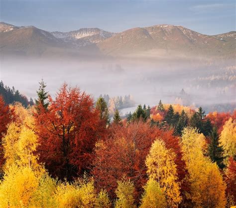 Premium Photo | Autumn landscape with forest and mountains