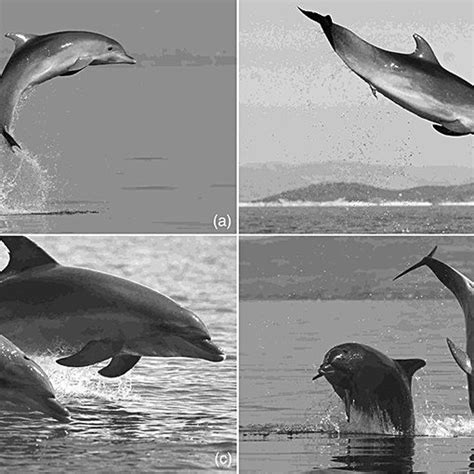 These Common Bottlenose Dolphins Photographed In The Eastern Ionian Sea