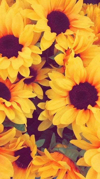 A Bunch Of Sunflowers That Are Yellow And Brown With Black Centers On Them