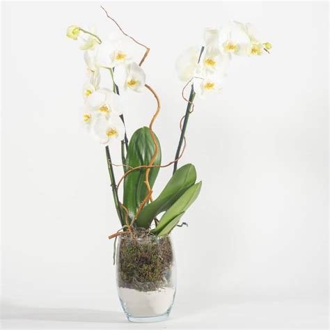 Wei E Orchidee Im Glas Bestellen Bei Blumenbar Blumen Onlineshop