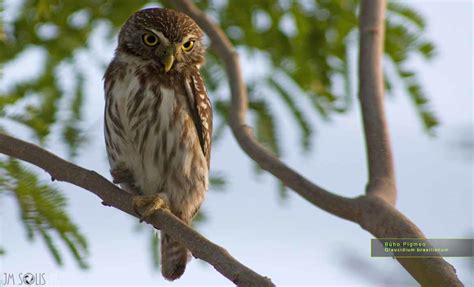 B Ho Pigmeo Nombre Cient Fico Glaucidium Brasilianum Inventario