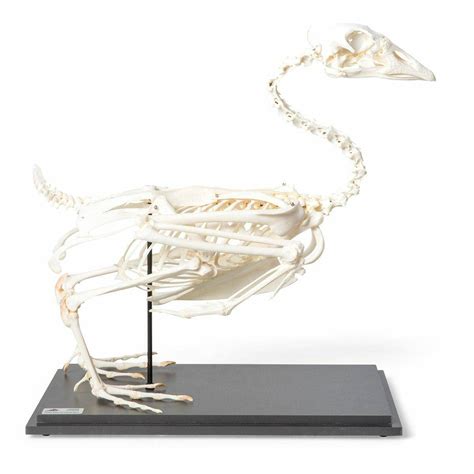 Duck Skeleton Natural Specimen Anatomy Model, Articulated on Base