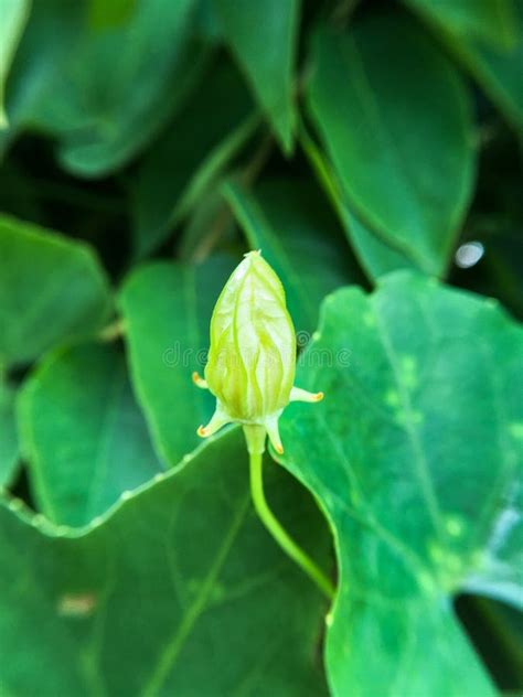 Bud Coccinia Grandis Flower Stock Image - Image of floral, gourd: 99301675