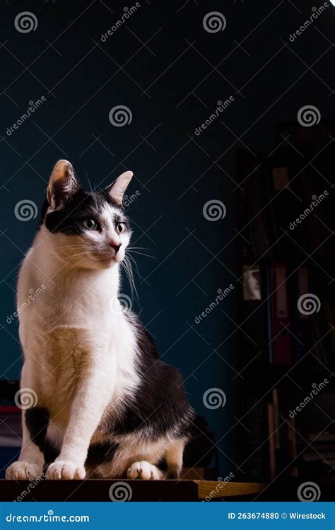 Imagen Vertical De Un Lindo Gato Blanco Y Negro Sentado En Una Mesa En