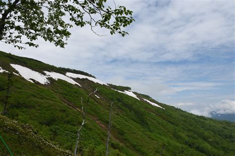 【71時点】赤岳の登山道情報・開花情報 大雪山国立公園連絡協議会