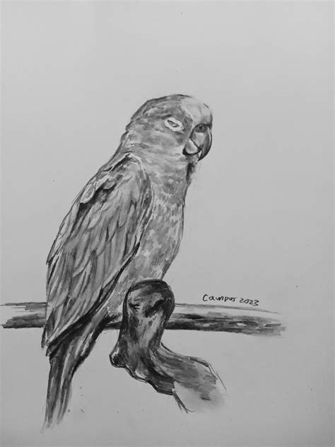 Loro Cabeza Amarilla Venta Monterrey 9