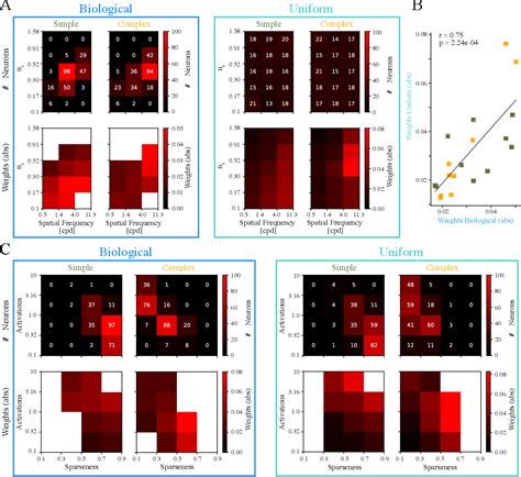 Figure 1 From Matching The Neuronal Representations Of V1 Is Necessary