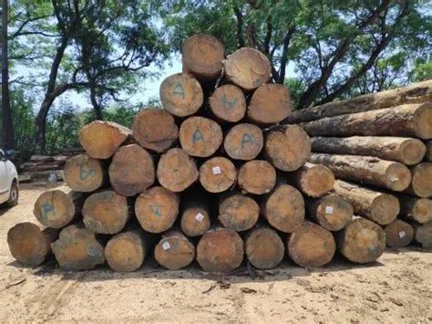 Brown Pine Wood Logs Grade A Grade At Rs Cubic Feet In Kollam