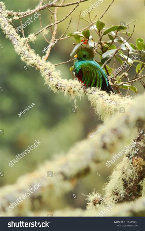 Resplendent Quetzal Pharomachrus Mocinno Mexico Sitting Stock Photo