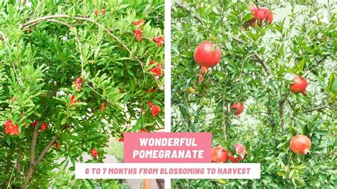 Backyard Wonderful Pomegranate Harvest With Fruit Measurements Ray