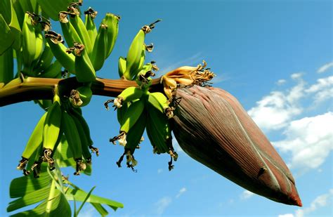 O Umbigo Da Banana Ou Cora O Da Bananeira Benef Cios Sabor E Como Fazer