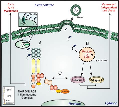 Cytosolic Flagellin Induced Lysosomal Pathway Regulates Inflammasome