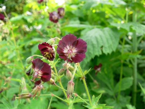Geranium phaeum 'Mourning Widow' - storkenæb