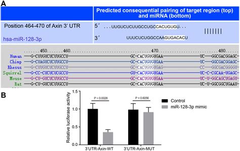 Hif 1α Microrna 128 3p Axis Protects Hippocampal Neurons From Apoptosis Via The Axin1 Mediated