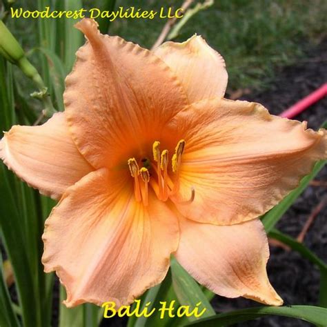 Woodcrest Daylilies Llc Bali Hai