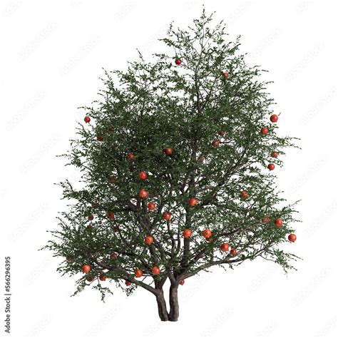 3d illustration of pomegranate tree isolated on transparent background ...