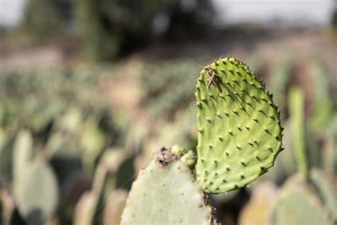 A Grasshopper Is Is Resting On A Nopal Tuna In A Field During The