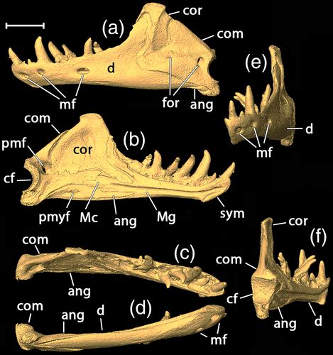 Cranial anatomy of the “round‐headed” Amphisbaenian Zygaspis ...