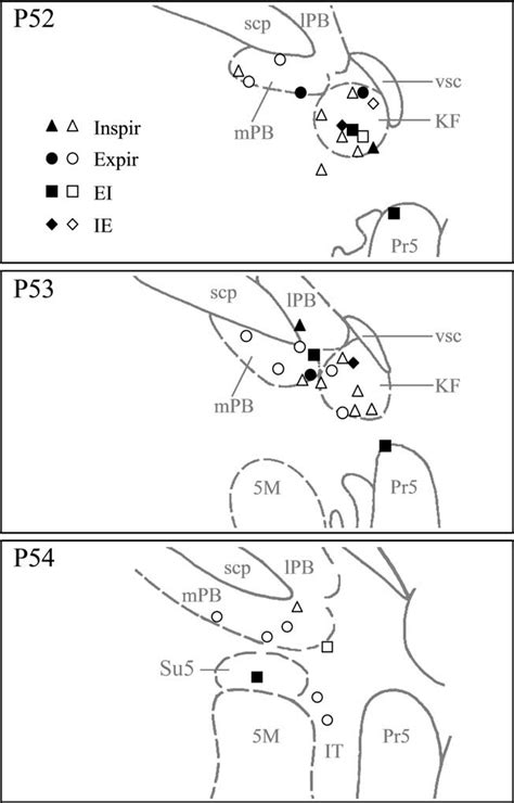 Schematic drawings showing distribution of pneumotaxic neurons (n 40).... | Download Scientific ...