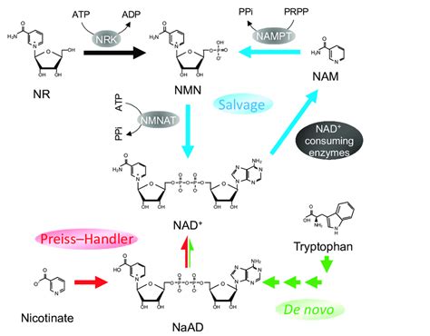 Nicotinamide Adenine Dinucleotide NAD Biosynthesis Pathways In