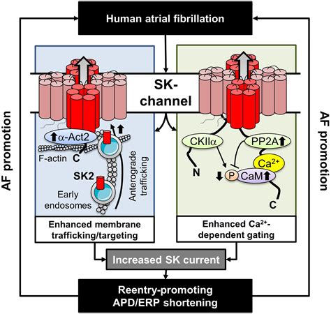 Enhanced Ca2 Dependent SK Channel Gating And Membrane Trafficking In