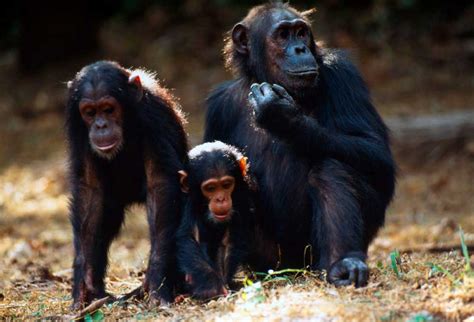 Especies Y H Bitats Chimpanc Nuestro Trabajo Wwf Espa A