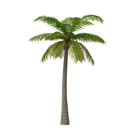 Coconut Palm Tree For Exotic Tropical Landscaping Clipart Png Png All