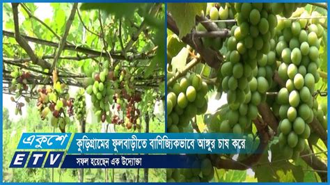 কুড়িগ্রামের ফুলবাড়ীতে বাণিজ্যিকভাবে আঙ্গুর চাষ করে সফল হয়েছেন এক