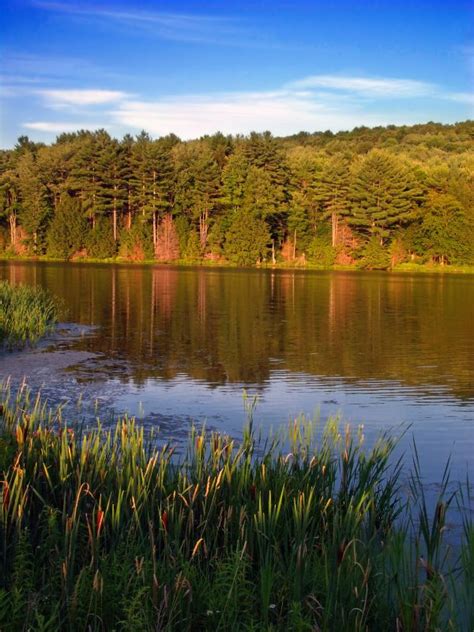 Free Images Landscape Sea Tree Grass Marsh Swamp Wilderness