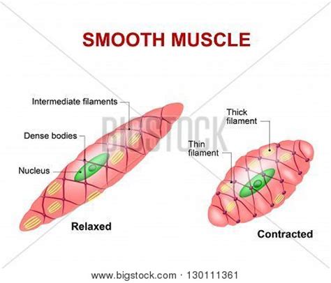 Smooth Muscle Labelled Diagram