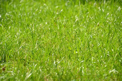 Meadow Grass Lawn Free Photo On Pixabay