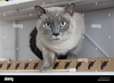 Blue Siamese Cat gray color - with a blue eyes, Looking at the camera ...