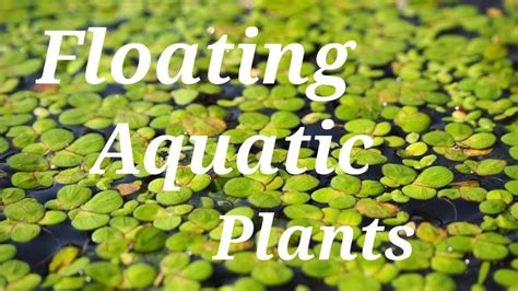 Aquatic Plants Aquatic Plants Names Floating Aquatic Plants Floating Plants Names And