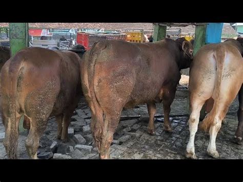 22 Juta Nego Limousin Potong Sepi Pembeli Pasar Tuban YouTube