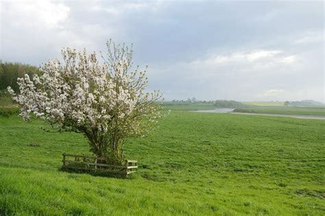 In Bloom At Carham James T M Towill Cc By Sa Geograph Britain