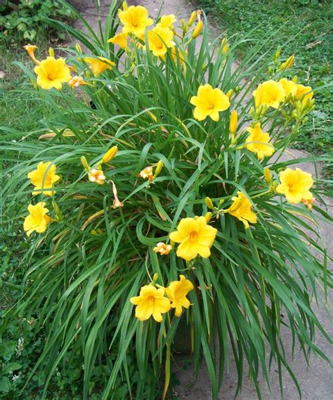 Daylily Yellow