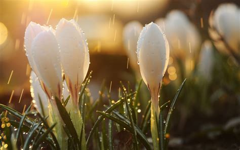 Wallpaper Sunlight Depth Of Field Flowers Nature Reflection