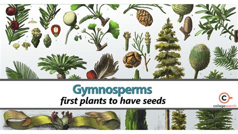 Economic Importance Of Gymnosperms Characteristics Sources Of Food