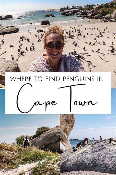 How to visit to the penguin beach in cape town – Artofit