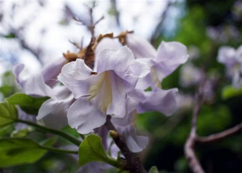 Павлония (Адамово дерево): описание, фото, уход, выращивание, полив и ...