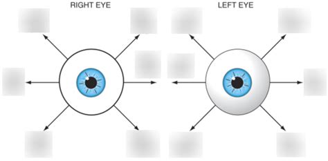 Bi More Eye Labeling Diagram Quizlet