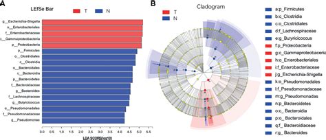 Frontiers Effect Of Early Pathogenic Escherichia Coli Infection On The Intestinal Barrier And