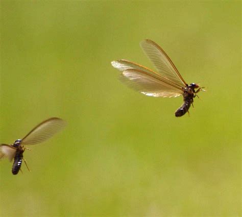 Almost Two Flying Ants In Flight Explore Ilsebattens Phot Flickr