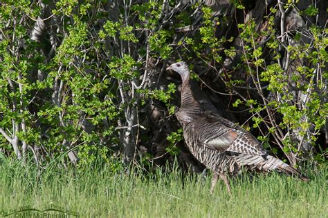 Wild Turkey Hen At The Edge Of A Meadow Mia Mcphersons On The Wing