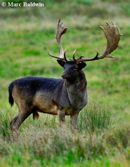 Wildlife Online Speed Read Melanistic Animals Melanistic Fallow Deer