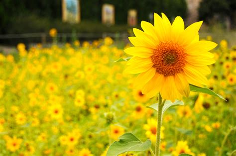 배경 화면 햇빛 꽃들 자연 사진술 노랑 여름 니콘 프랑스 생명 파리 아름다운 가을 여행 예쁜